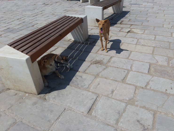 Perros en Saqqara
